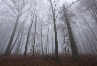 Fog in a beech forest