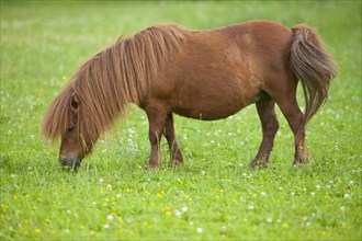 Minature shetland pony on a pasture