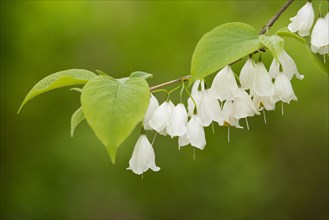 Mountain Silverbell (Halesia carolina var monticola)