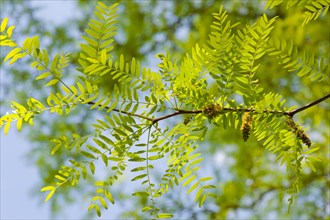 Honey Locust or Thorny Locust (Gleditsia triacanthos)