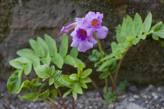 Hardy Gloxinia (Incarvillea delavayi)