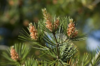 Bunge's Pine or Lacebark Pine (Pinus bungeana)