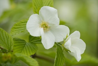 Rhodotypos or Jet-bead (Rhodotypos scandens)
