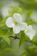 Rhodotypos or Jet-bead (Rhodotypos scandens)
