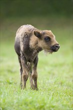European Bison or Wisent (Bison bonasus)