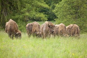 European Bison or Wisent (Bison bonasus)