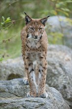 Eurasian Lynx (Lynx lynx) standing on a rock