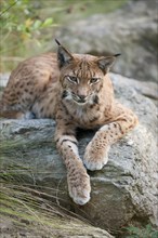 Eurasian Lynx (Lynx lynx) resting on a rock