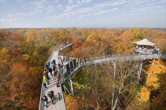 Treetop walkway through a forest in autumn