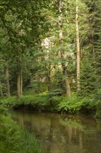 Forest along the Kirnitzsch River