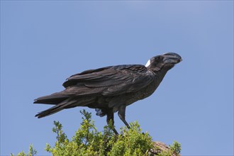 Thick-billed Raven (Corvus crassirostris)