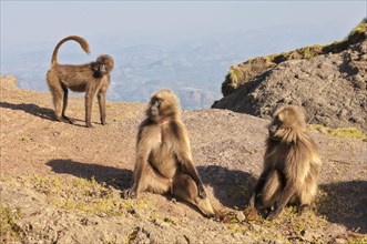 Group of Gelada baboons (Theropithecus gelada)