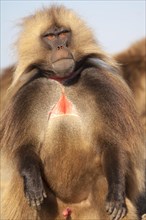 Gelada baboon (Theropithecus gelada)