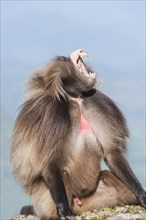 Gelada baboon (Theropithecus gelada) displaying its teeth