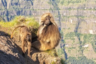 Gelada baboons (Theropithecus gelada) on a cliff