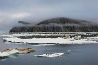 Thick-billed Murres or Bruennich's Guillemots (Uria lomvia) on ice floes off Wrangel Island