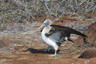 Galapagos Blue-footed Booby (Sula nebouxii excisa)