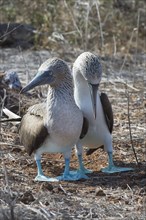 Couple of Galapagos Blue-footed Booby (Sula nebouxii excisa)