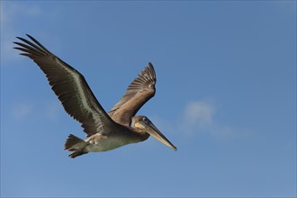 Galapagos Brown Pelican (Pelecanus occidentalis urinator) in flight