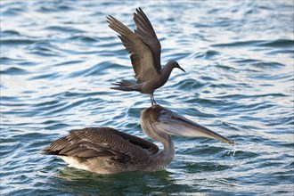 Brown Noddy (Anous stolidus galapagensis) sitting on the head of a Brown Pelican (Pelecanus occidentalis urinator) and trying to steal a fish in its beak during a feeding frenzy