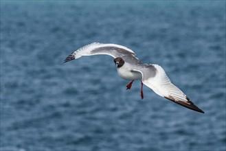 Swallow-tailed Gull (Larus furcatus syn Creagrus furcatus) in flight