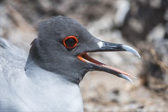 Swallow-tailed Gull (Larus furcatus syn Creagrus furcatus)