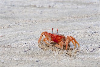 Ghost crab (Ocypode gaudichaudii)