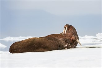 Group of Walruses (Odobenus rosmarus) resting on the ice