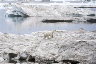 Polar Bear (Ursus maritimus) walking on an ice floe near Wrangel Island