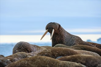 Group of Walruses (Odobenus rosmarus)