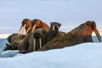 Group of Walruses (Odobenus rosmarus) in the evening light