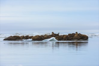 Group of Walruses (Odobenus rosmarus) resting on an ice floe