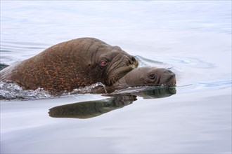 Walrus (Odobenus rosmarus) swimming in the water