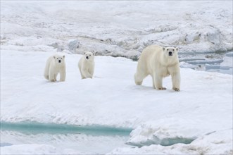 Polar Bears (Ursus maritimus) walking on an ice floe near Wrangel Island