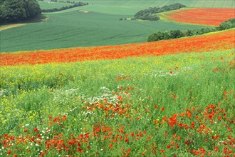 Field of red poppies (Papaver rhoeas)