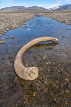 Mammoth tusk in a riverbed