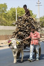 Man and boy transporting firewood with a donkey cart