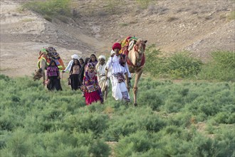 Rabari tribe people walking in the desert with a dromedary