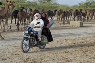 Fakirani old man and woman riding motorbike in front of dromedary herd