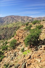 Rocky hills with Argan Trees (Argania spinosa)