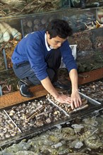 Employee of a restaurant removing seafood from a glass tank