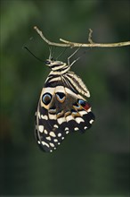 Citrus Swallowtail (Papilio demodocus)