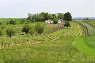 Fields and vineyards along the Kellergasse cellar route on Galgenberg hill