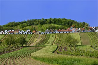 Fields and vineyards along the Kellergasse cellar route on Galgenberg hill