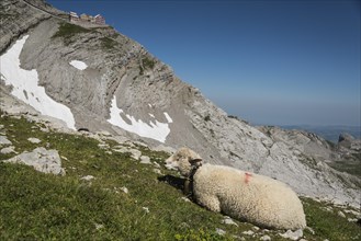 Sheep in the Alps