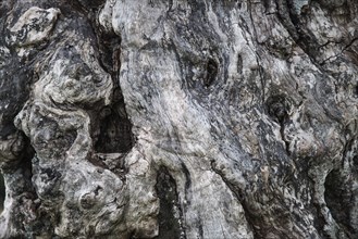 Weathered bark of an Oak tree (Quercus sp.)
