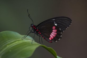 Longwing or Heliconian (Heliconius sp.)