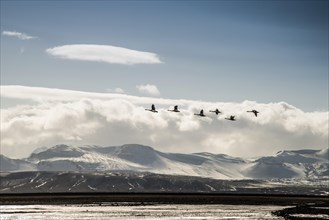 Swans in flight in front of Mount Hekla