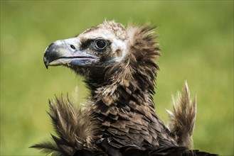 Cinereous Vulture or Black Vulture (Aegypius monachus)