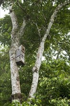 Nesting box for macaws developed by researchers at the Ara-research project